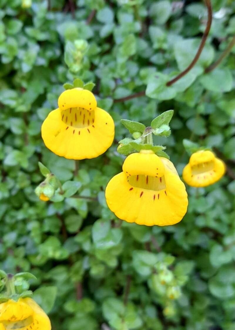 Calceolaria tenella flower