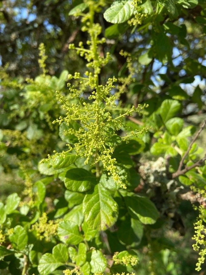 Searsia pyroides flower