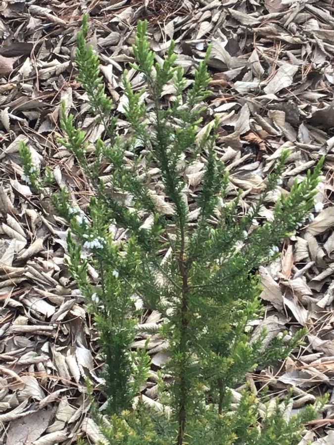Erica lusitanica leaf