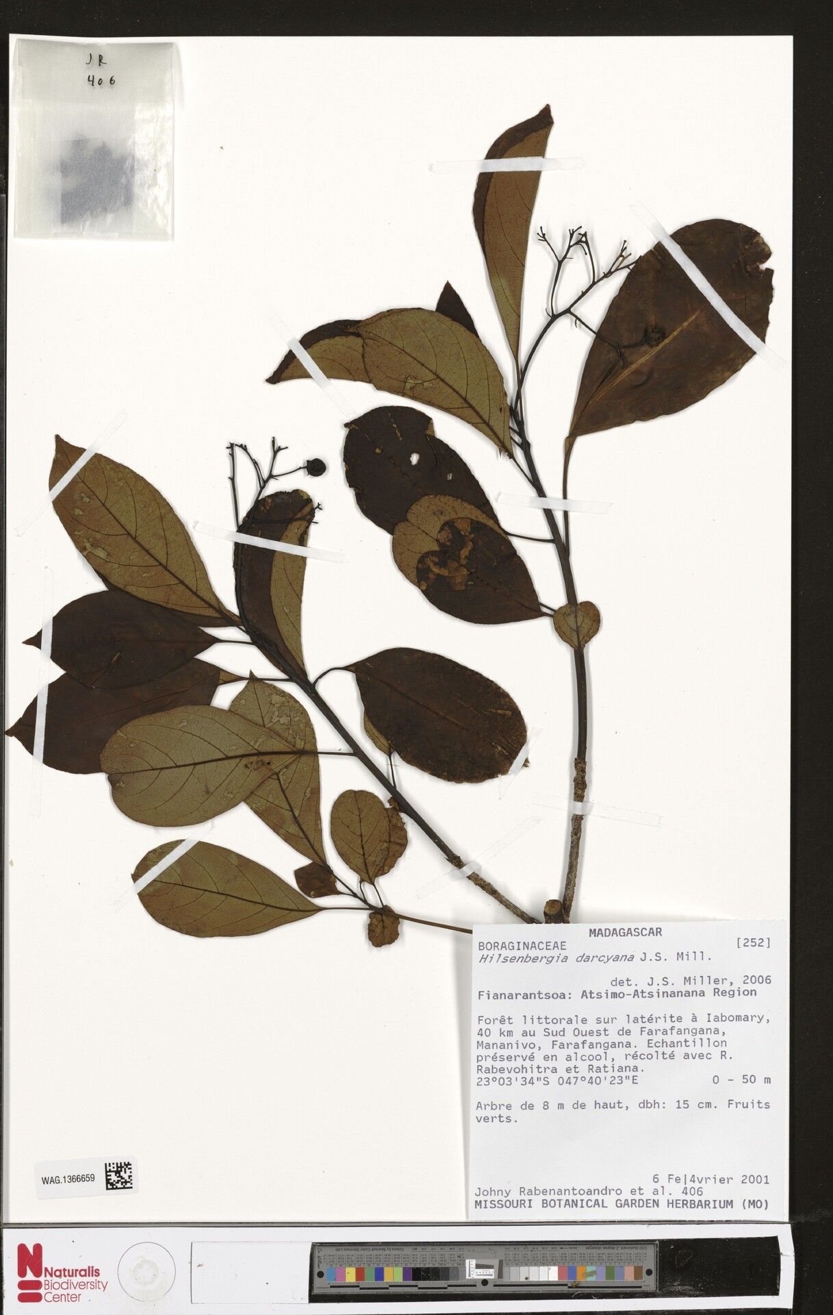 Bourreria darcyana — houseplant care guide