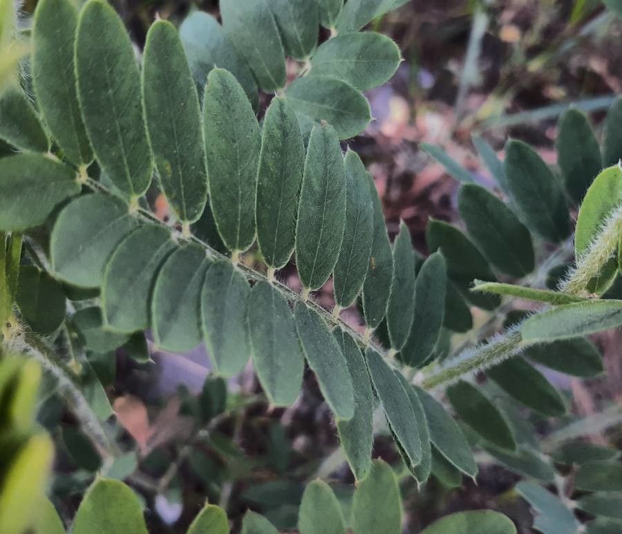 Tephrosia virginiana leaf