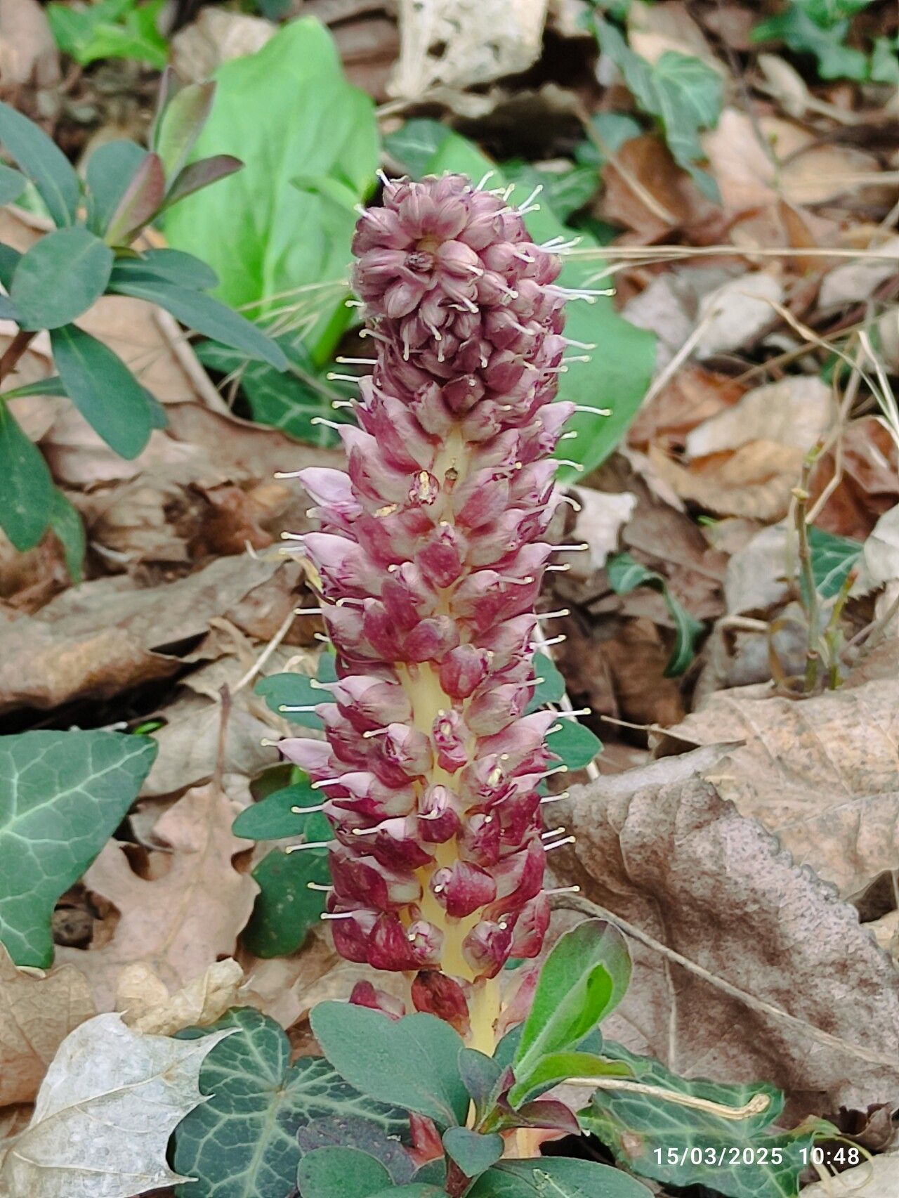 Lathraea rhodopea — related species from the same genus