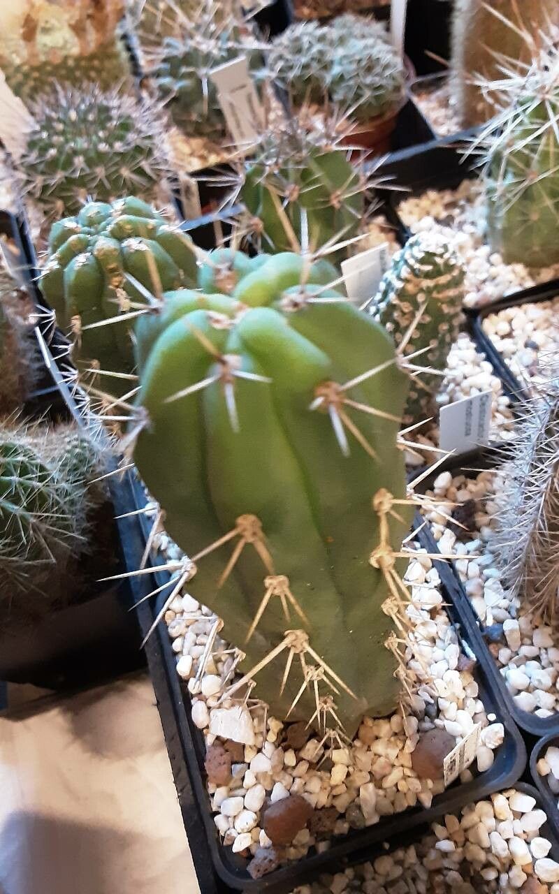 Echinopsis peruviana