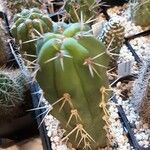 Echinopsis peruviana