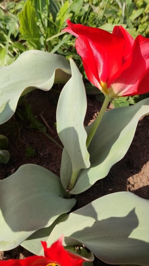 Tulipa undulatifolia leaf