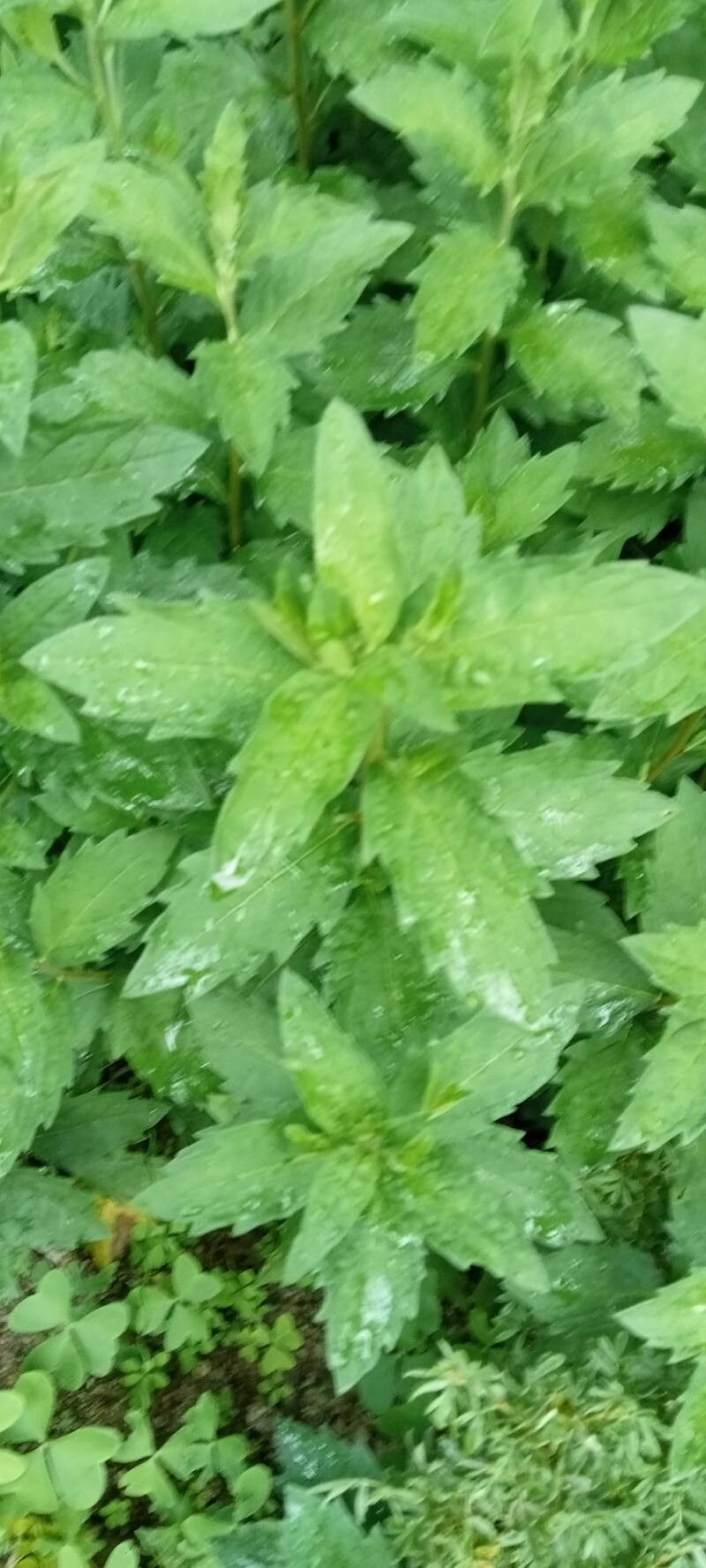 Aster mongolicus leaf
