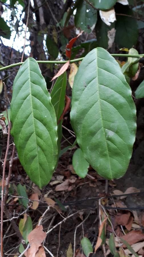 Capparis micracantha — search result for 'Capparis'