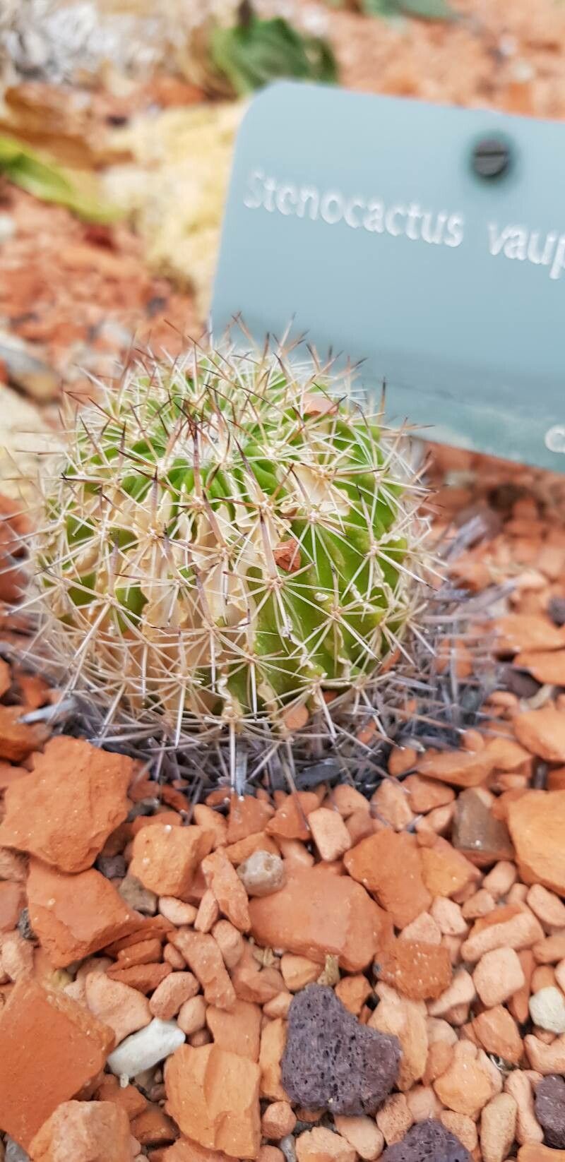 Stenocactus vaupelianus habit