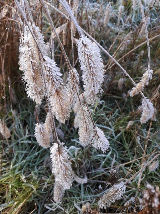 Lagurus ovatus flower
