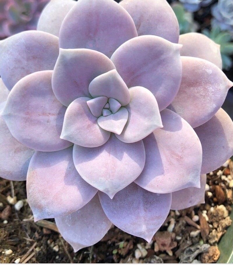 Graptopetalum superbum leaf