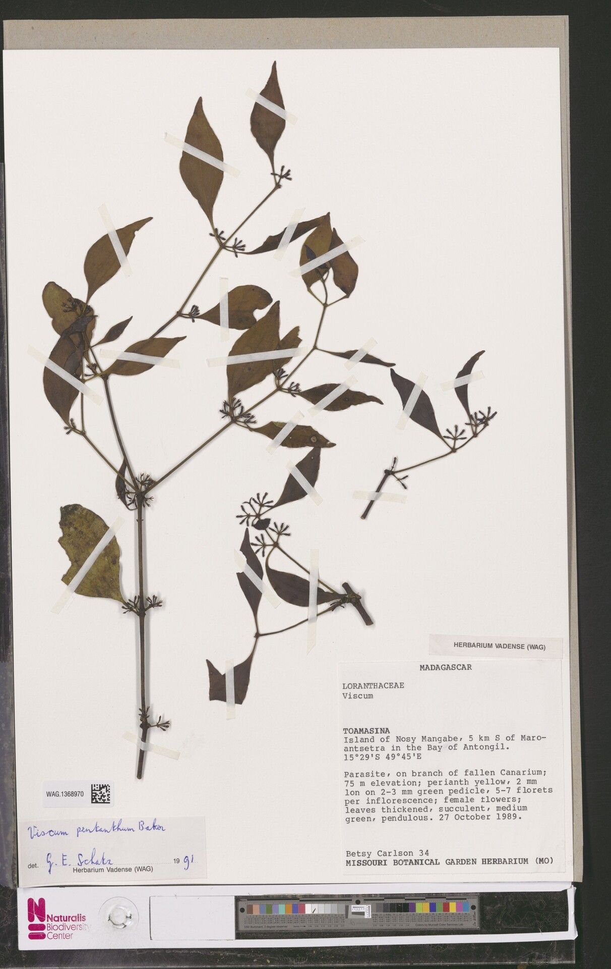 Viscum pentanthum — houseplant care guide