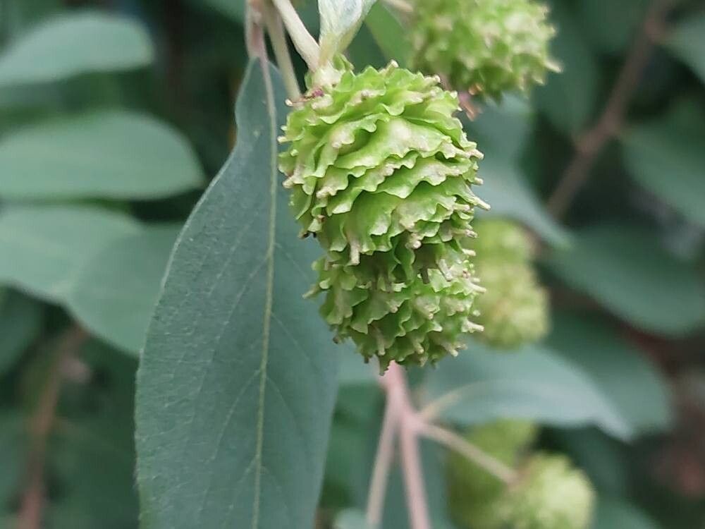 Terminalia leiocarpa fruit