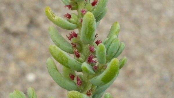 Suaeda foliosa fruit