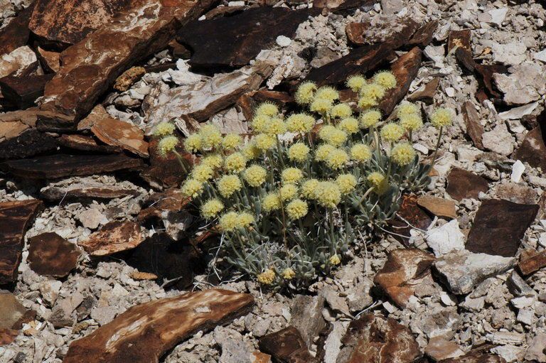 Eriogonum tiehmii habit