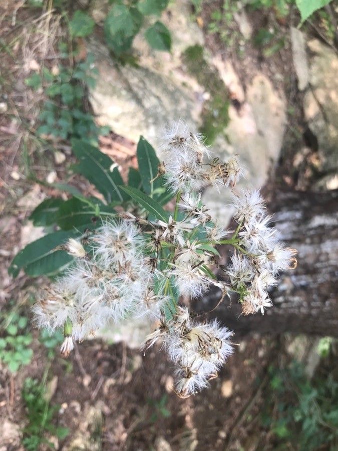 Senecio ovatus fruit