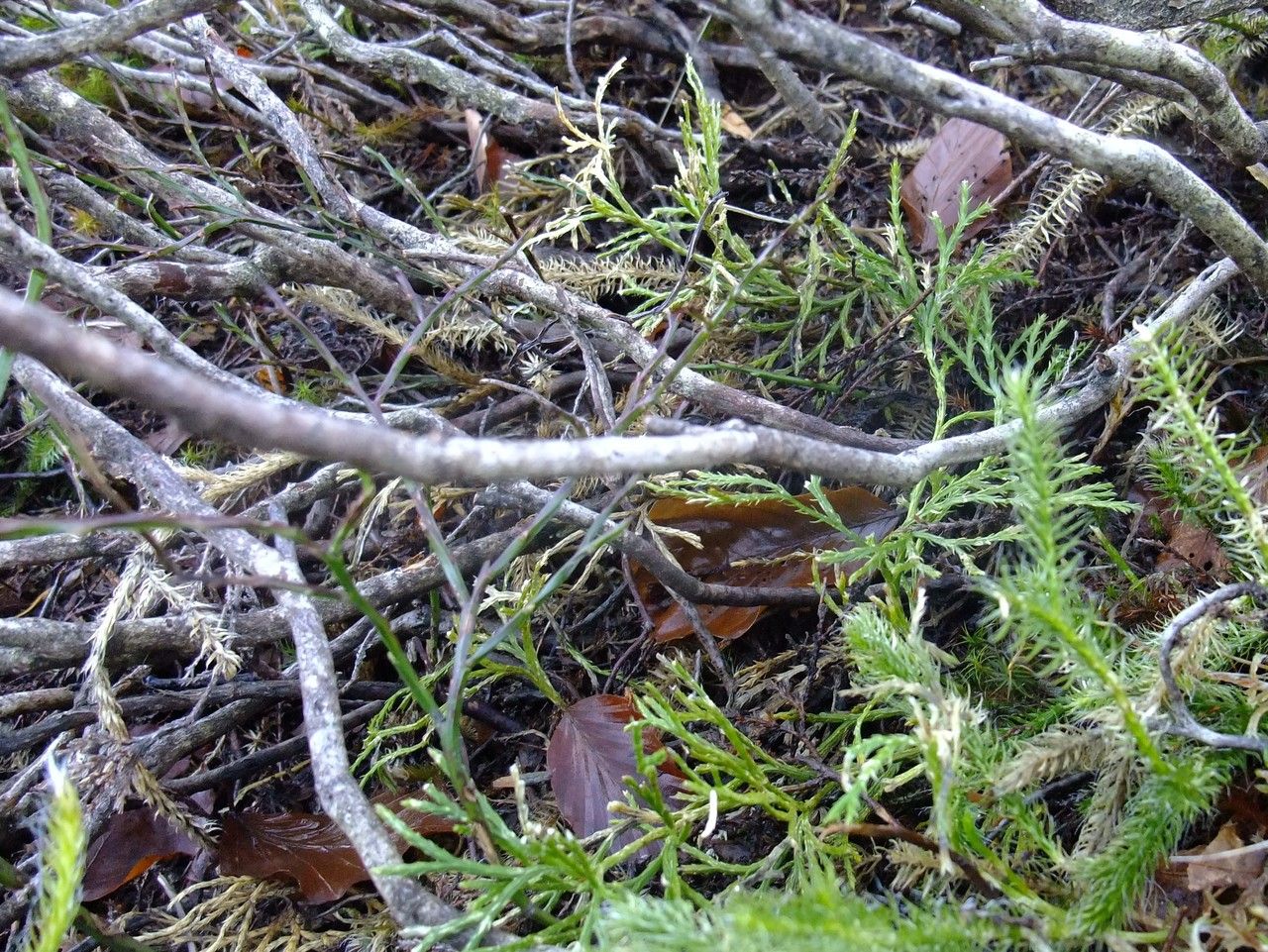 Diphasiastrum oellgaardii bark