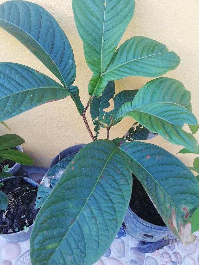 Inga spectabilis — search result for 'Inga'