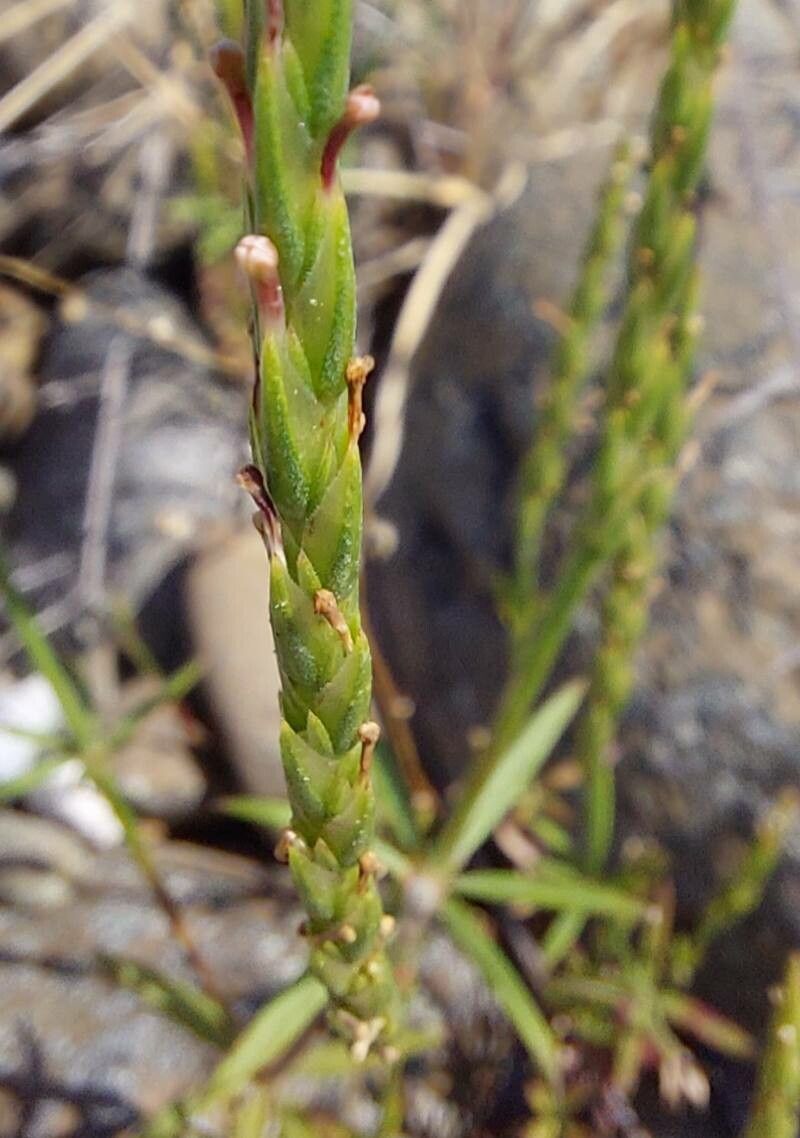 Crucianella latifolia fruit