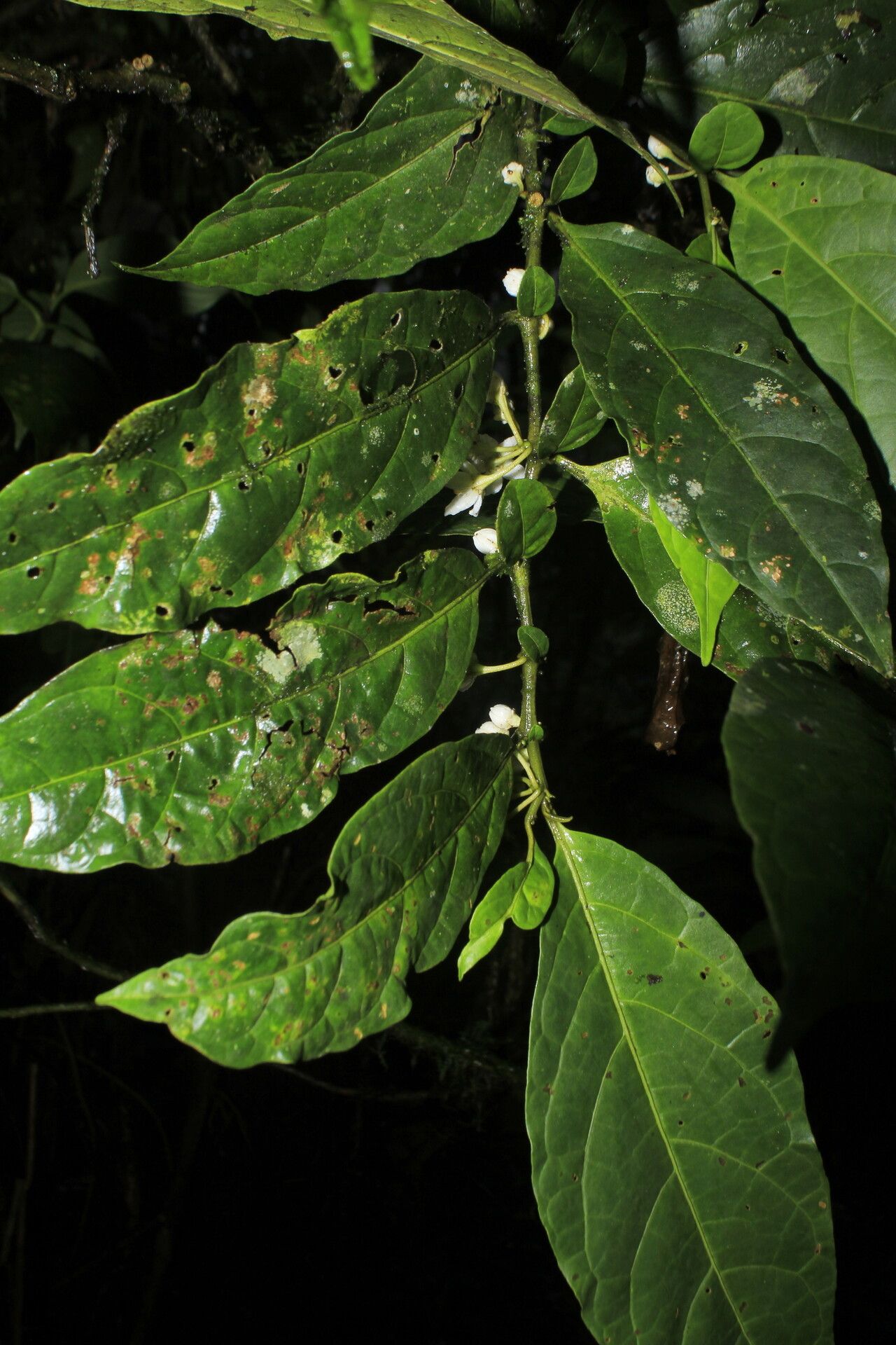 Solanum deflexiflorum — houseplant care guide