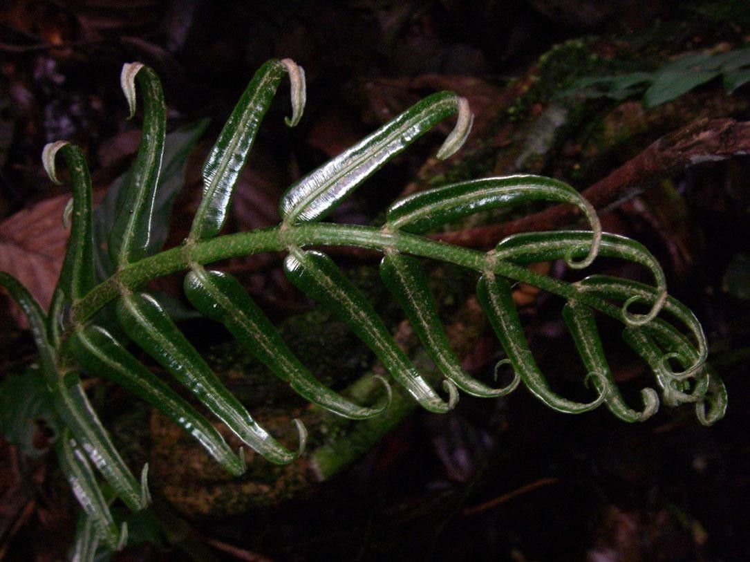 Danaea moritziana habit
