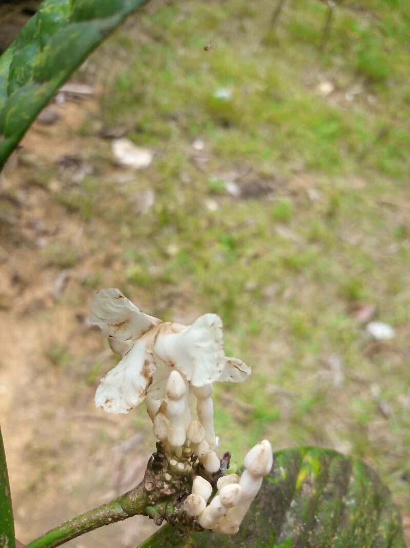 Tabernaemontana siphilitica flower