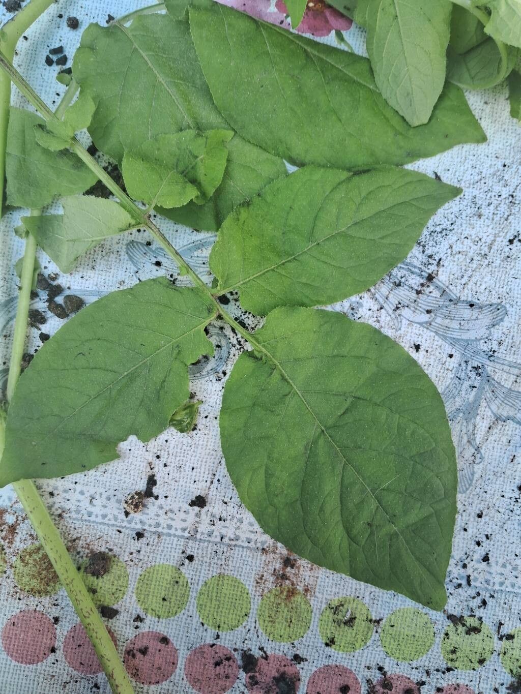 Solanum maglia — houseplant care guide