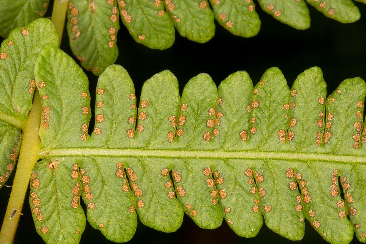 Thelypteris limbosperma fruit