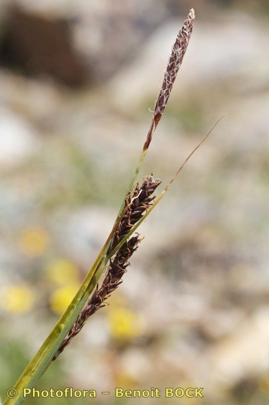 Carex fimbriata fruit