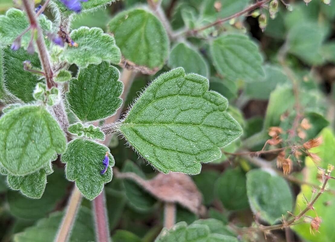 Coleus habrophyllus — search result for 'Coleus'