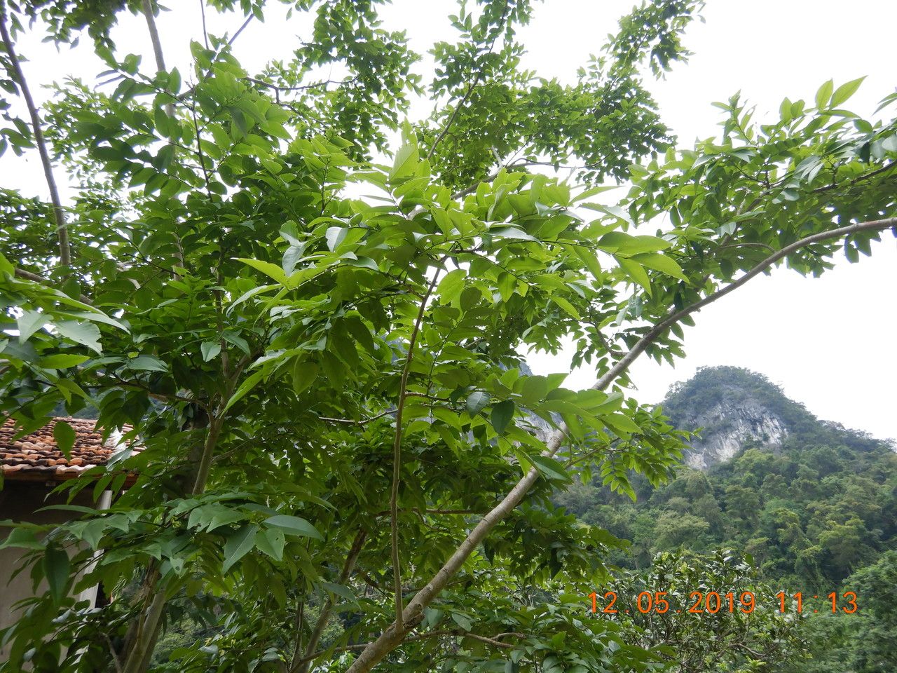 Dalbergia tonkinensis leaf