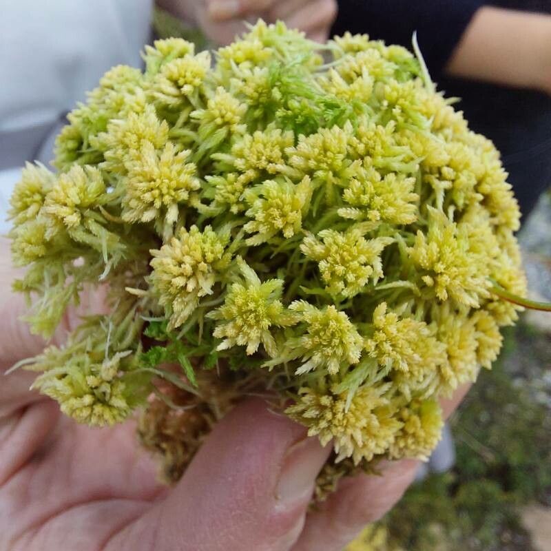 Cyperus michelianus flower