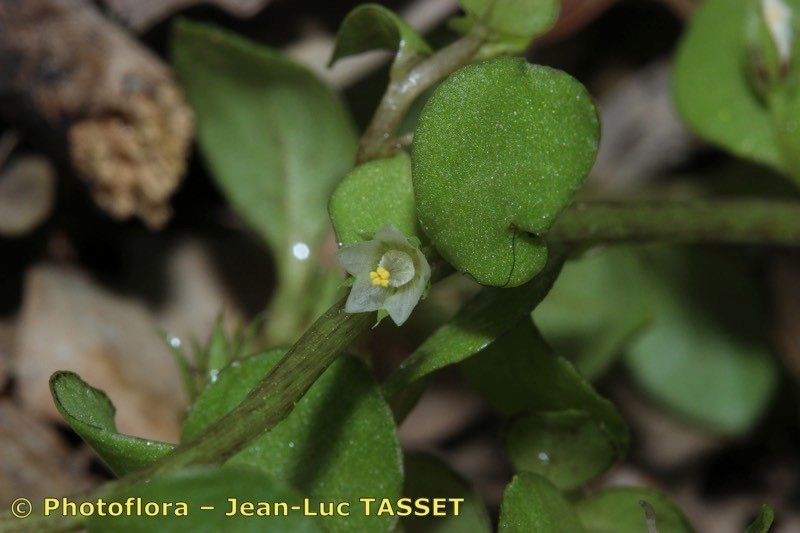 Lysimachia tyrrhenia other