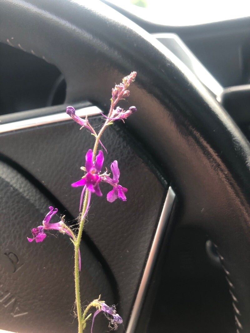 Linaria elegans habit