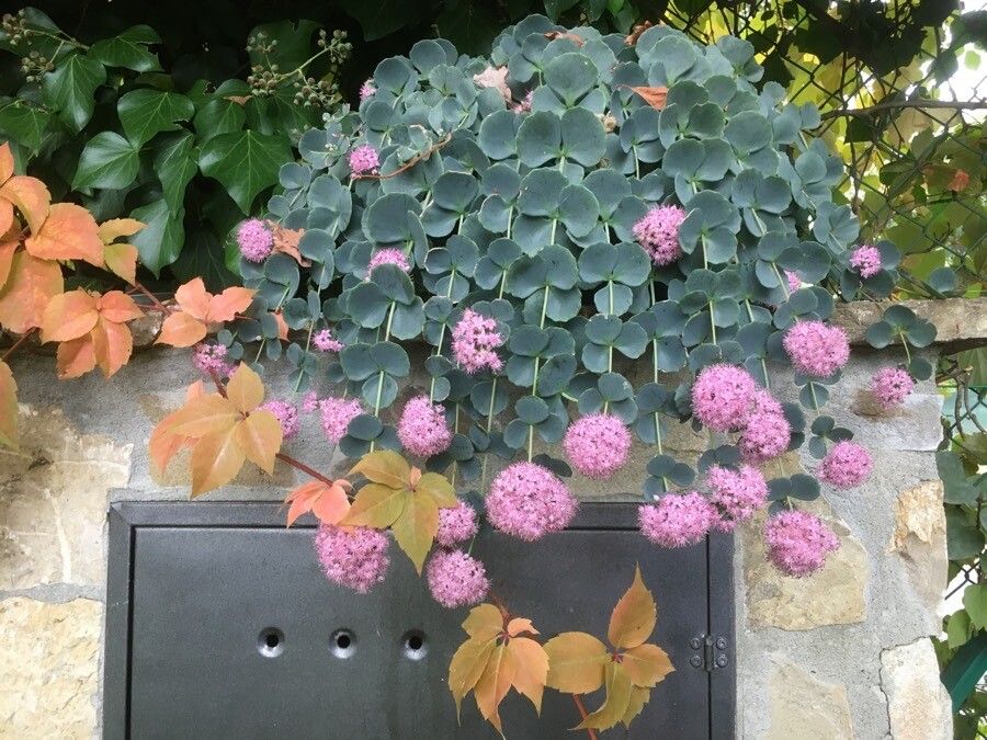 Hylotelephium sieboldii — search result for 'Daphne'