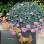 Hylotelephium sieboldii