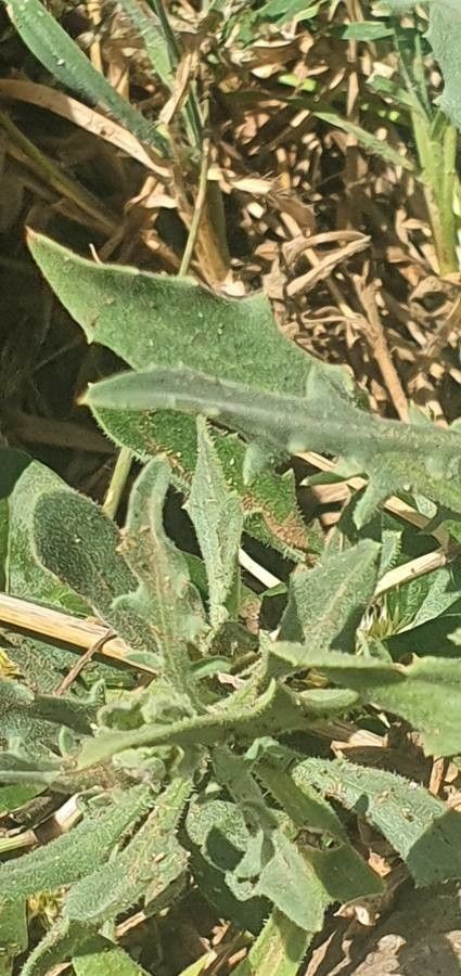 Osteospermum vaillantii leaf
