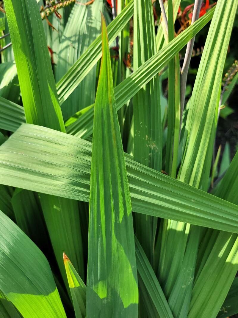 Crocosmia paniculata leaf