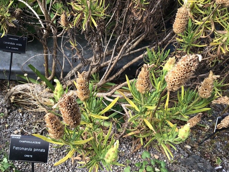 Lavandula viridis flower