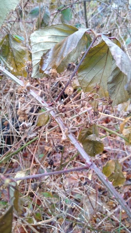 Rubus macrophyllus fruit