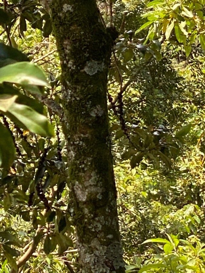 Myrsine coriacea bark