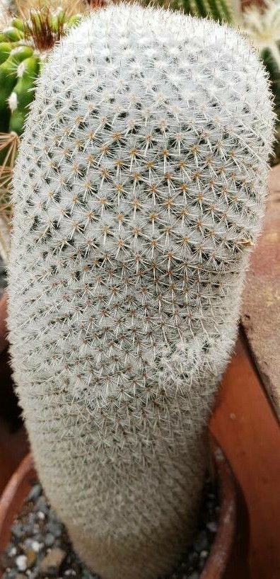 Mammillaria albilanata habit