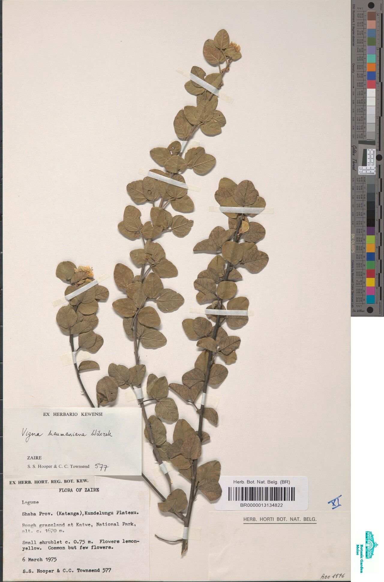 Vigna haumaniana — houseplant care guide