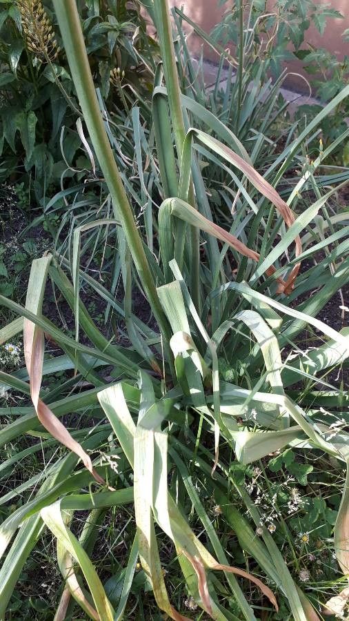 Eremurus stenophyllus — houseplant care guide