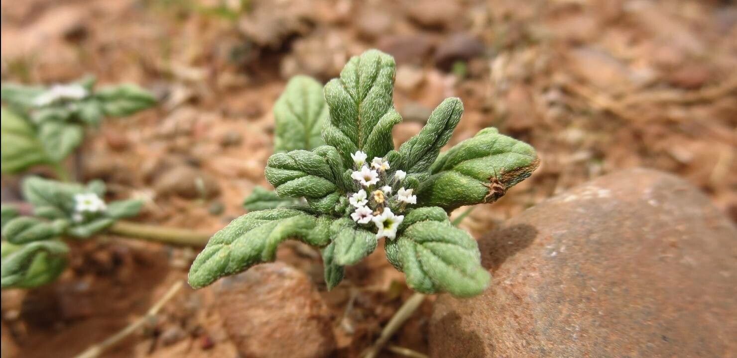 Heliotropium supinum flower