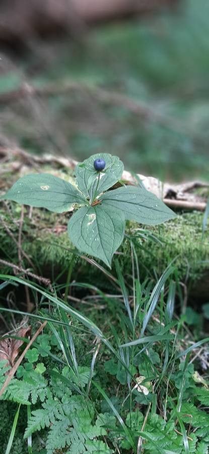 Paris quadrifolia fruit