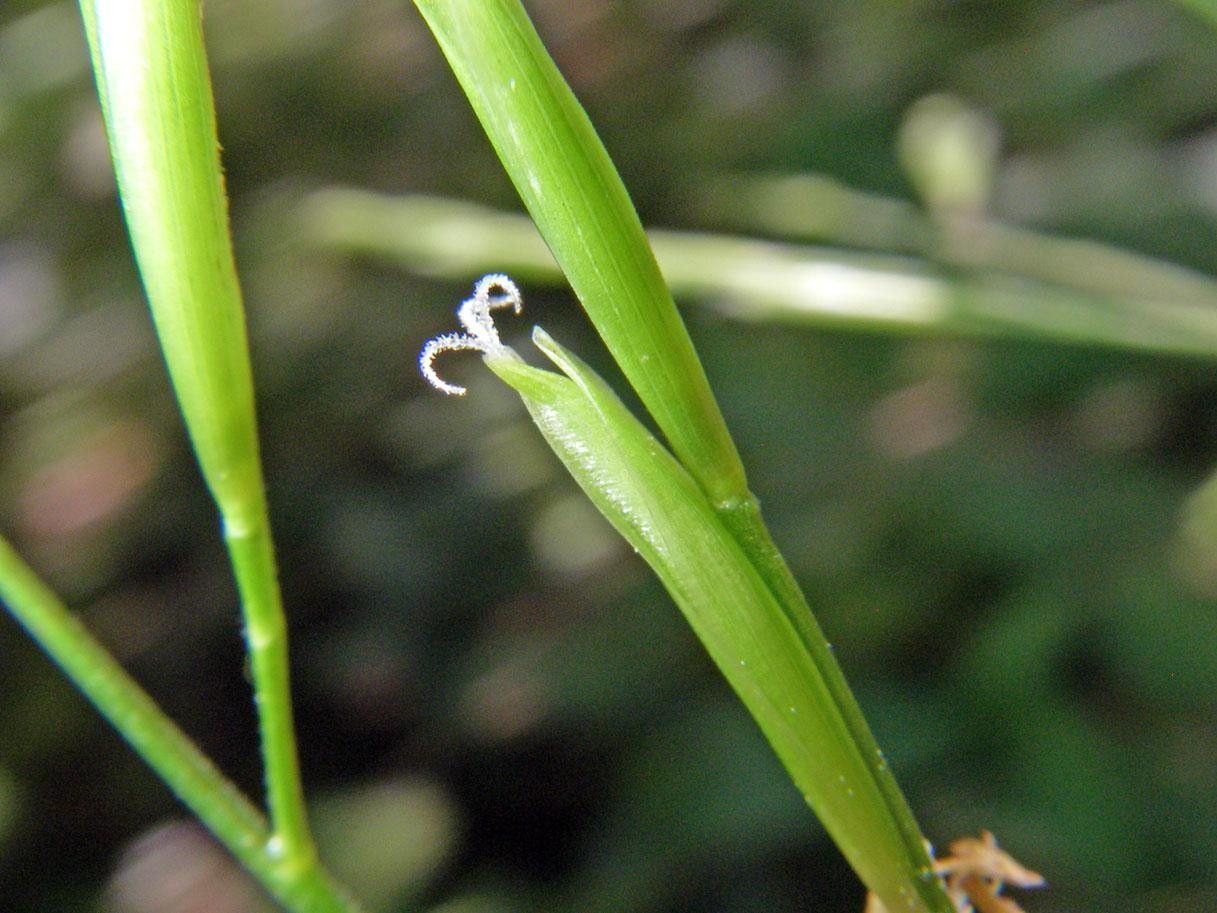 Pharus virescens bark