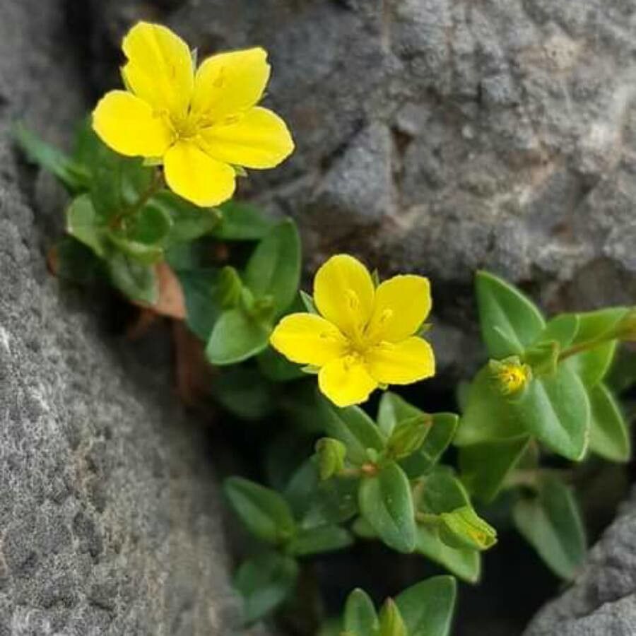 Lysimachia serpyllifolia — search result for 'Lysimachia'