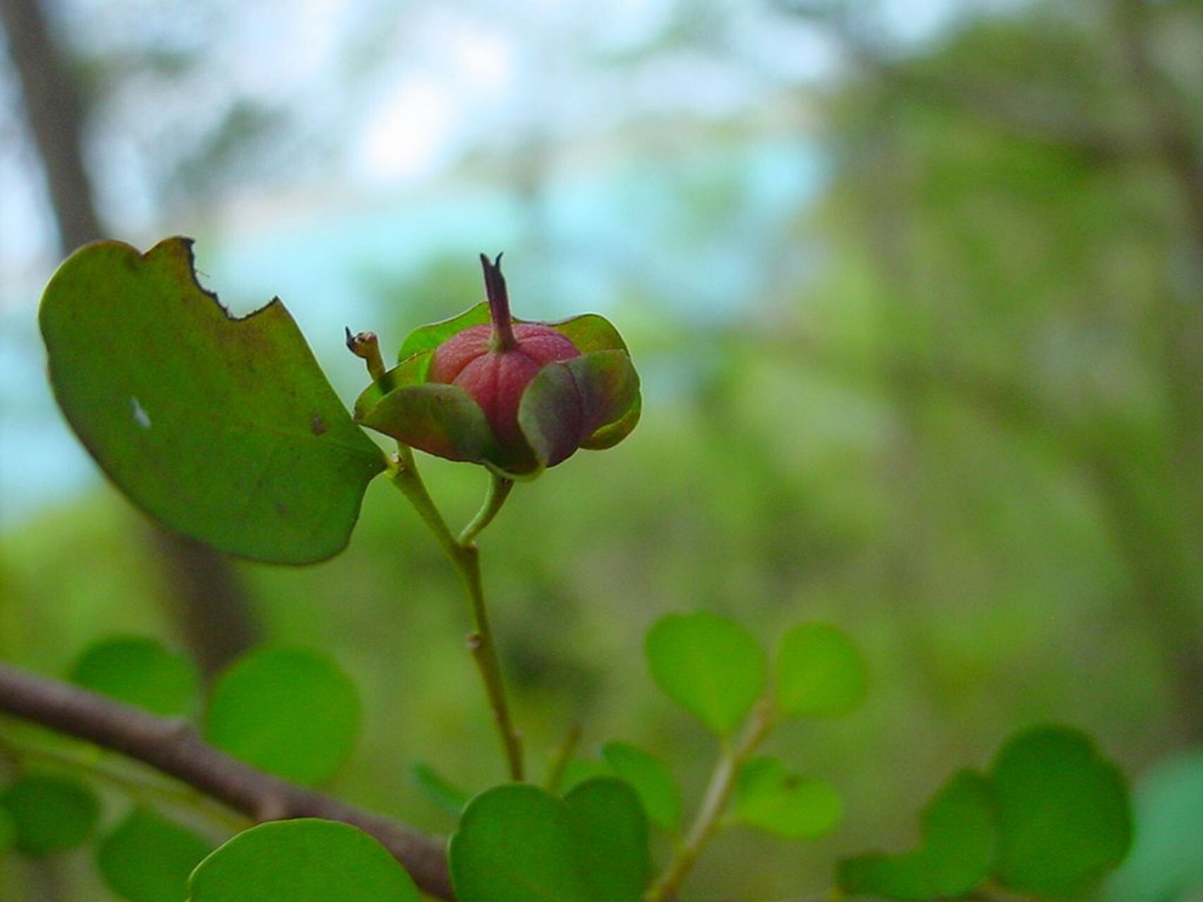 Phyllanthus faguetii flower