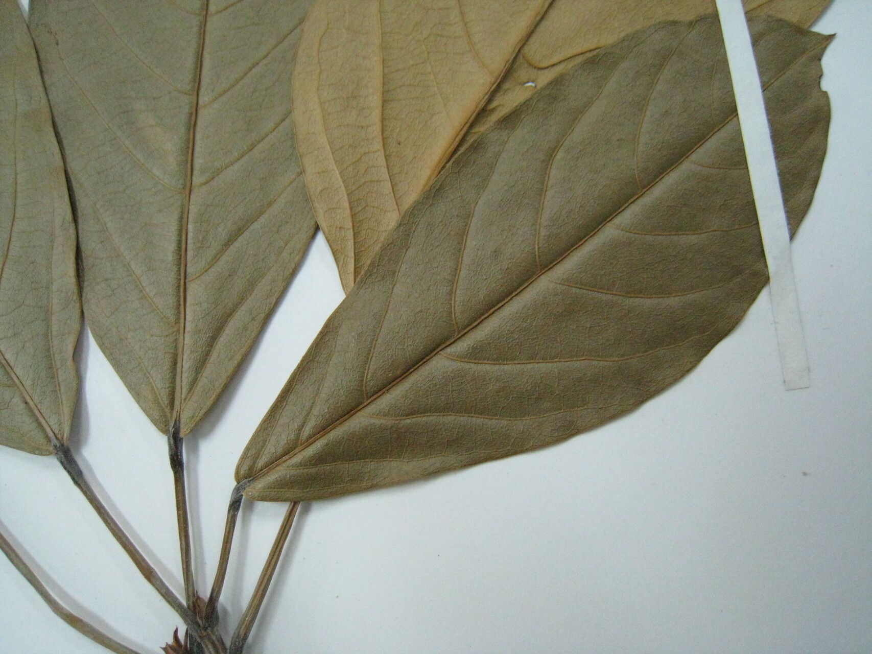 Sterculia frondosa other