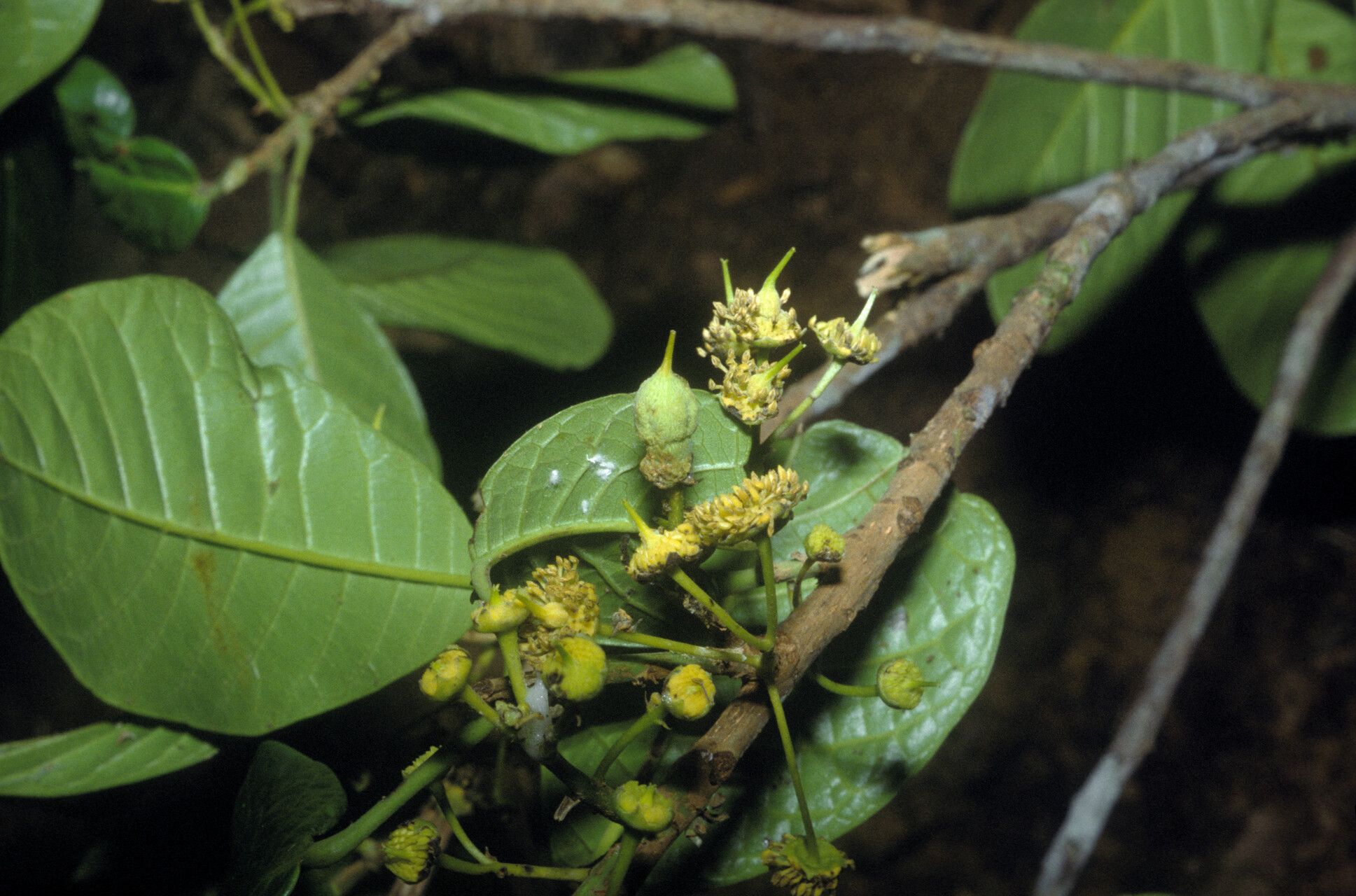 Sloanea obtusifolia fruit